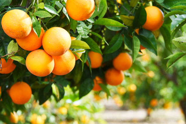 istock Summer  background. Lemon garden 1019838612