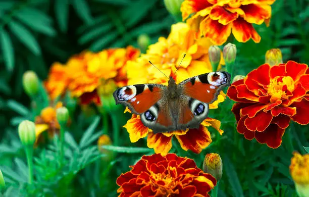 Photo of European peacock (Aglais io) butterfly on Tagetes flower