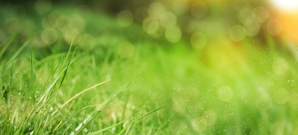 istock Fresh green grass. Nature background 1019839624