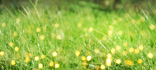 istock Fresh green grass. Nature background 1019840684