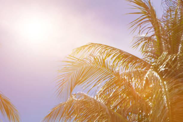 istock Beautiful light from the nature at sunset every day 1019842708