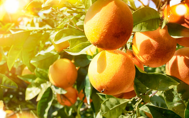 istock Summer  background. Orange garden 1019846666