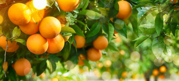 orange, garten, sommer-hintergrund - wäldchen stock-fotos und bilder