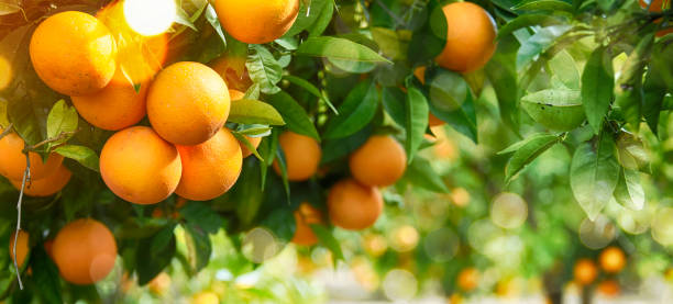 fondo de verano jardín, naranja - arboleda fotografías e imágenes de stock