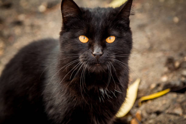 istock Black banded cat with yellow eyes 1019848942
