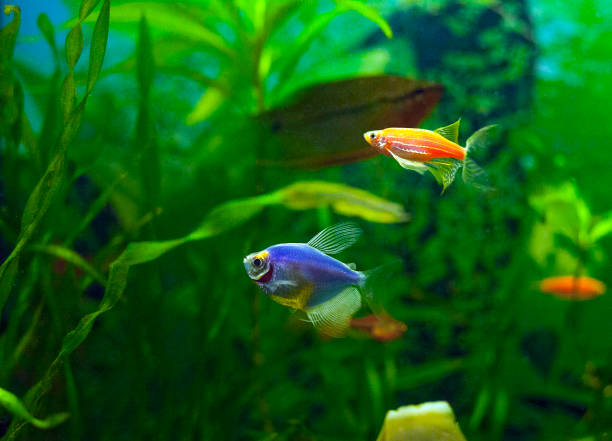 istock Blue Glofish (Gymnocorymbus ternetzi) in aquarium 1019849116