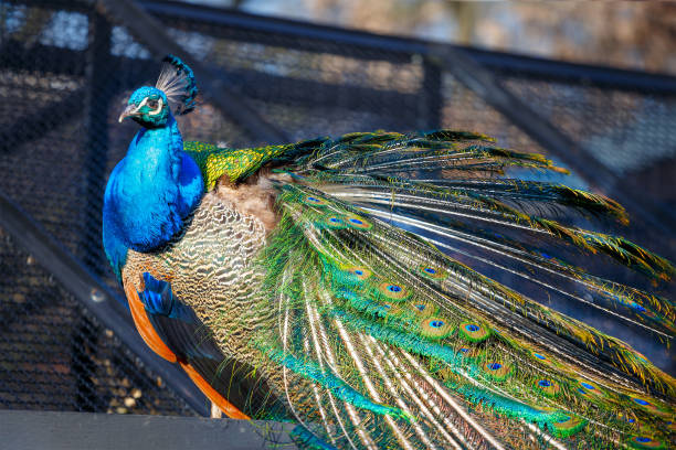 istock Portrait of a beautiful peacock with feathers 1019862634
