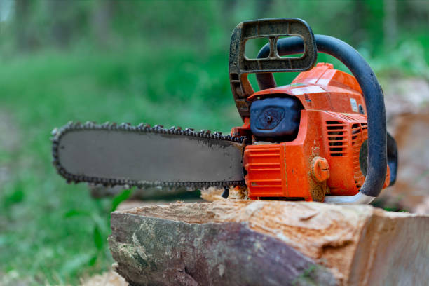 istock Professional chainsaw on a sawn tree in the forest 1019862652