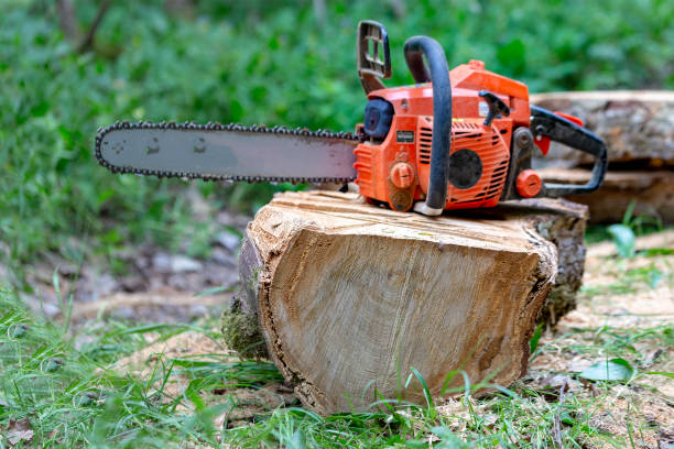 istock Professional chainsaw on a sawn tree in the forest 1019862658