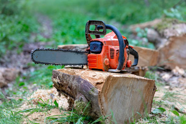istock Professional chainsaw on a sawn tree in the forest 1019862662