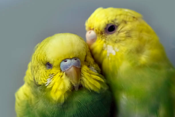 Two budgerigars