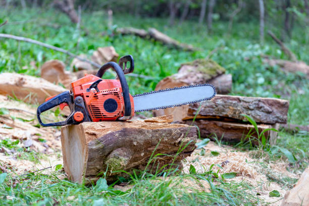 istock Professional chainsaw on a sawn tree in the forest 1019862676
