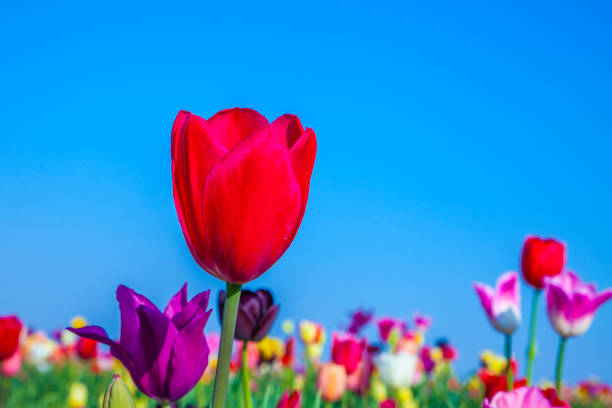 istock field with blooming colorful tulips 1019867000