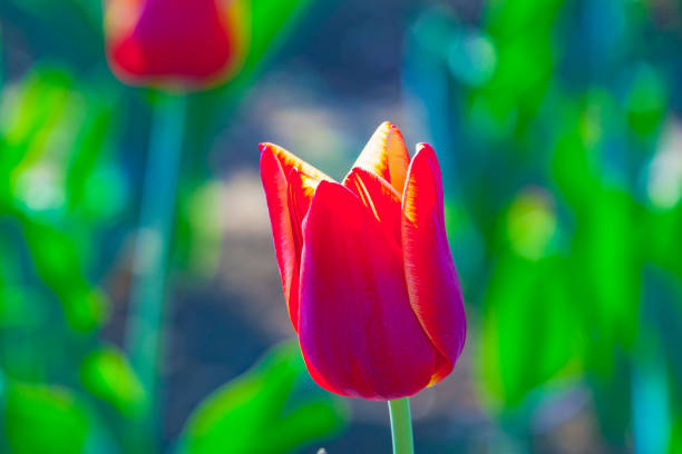 istock field with blooming colorful tulips 1019867398