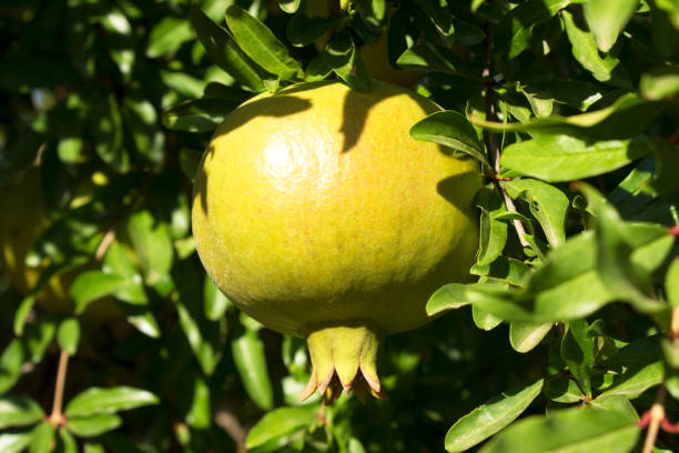 istock Organic green immature pomegranate 1019870848