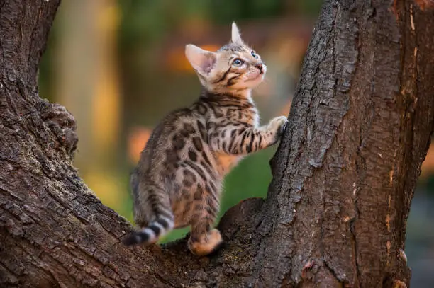 Bengal Kitten climbing in an old Tree's Trunk