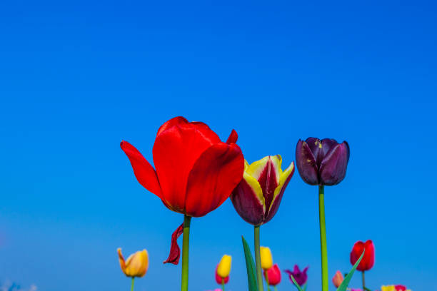 istock field with blooming colorful tulips 1019876280