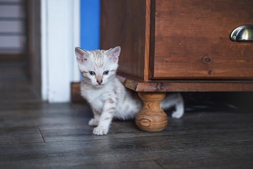 Mink white Bengal Kitten 6 Weeks