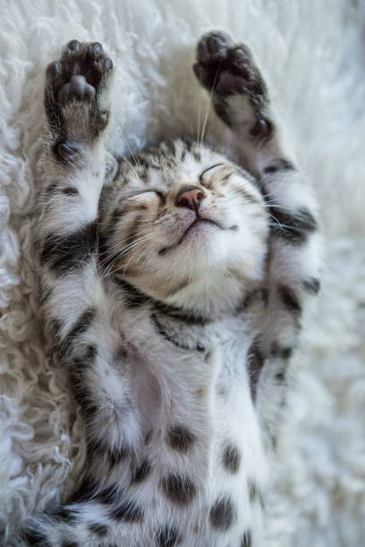 Happy Bengal Baby Bengal Kitten peacefully sleeping bengal cat purebred cat photos stock pictures, royalty-free photos & images