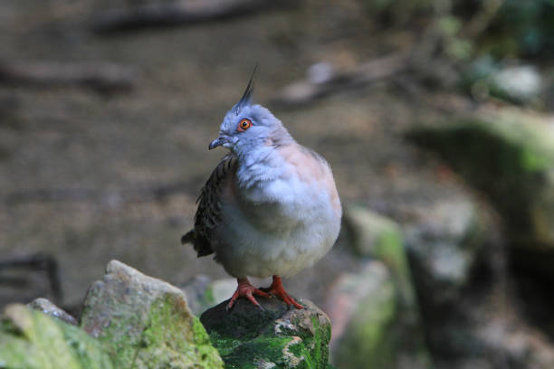 istock a  Bird in ocean park at hong kong 1019877432