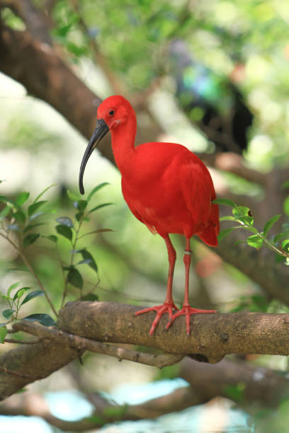 istock a  Bird in ocean park at hong kong 1019877504