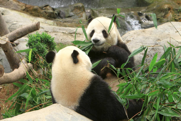 istock a giant panda bear at the ocean park 1019877694