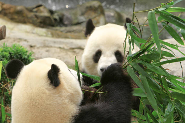 istock a giant panda bear at the ocean park 1019878082