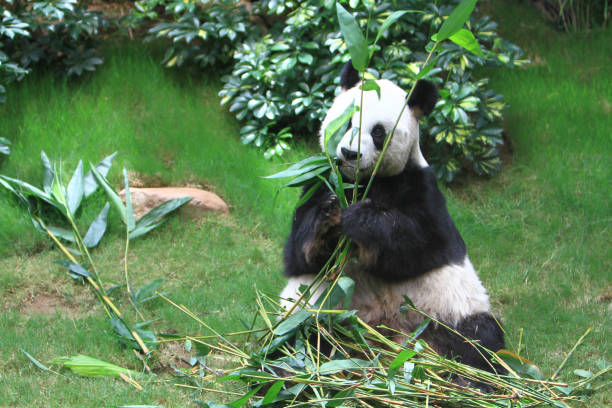 istock a panda bear at China hong kong 1019879916