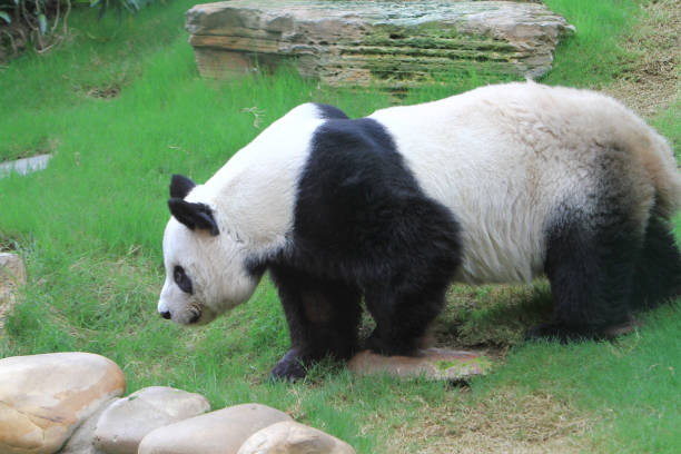 istock a panda bear at China hong kong 1019879936