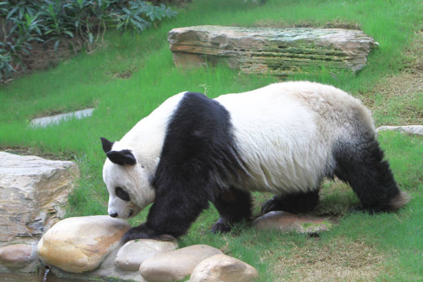 istock a giant panda bear at the ocean park 1019879952