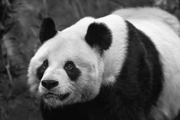 istock a giant panda bear at the ocean park 1019879982