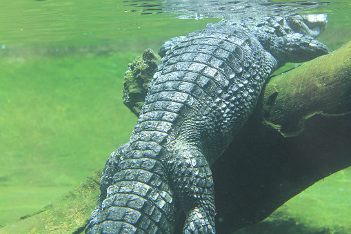 Real American alligator in a lake in Southwest Florida, USA.