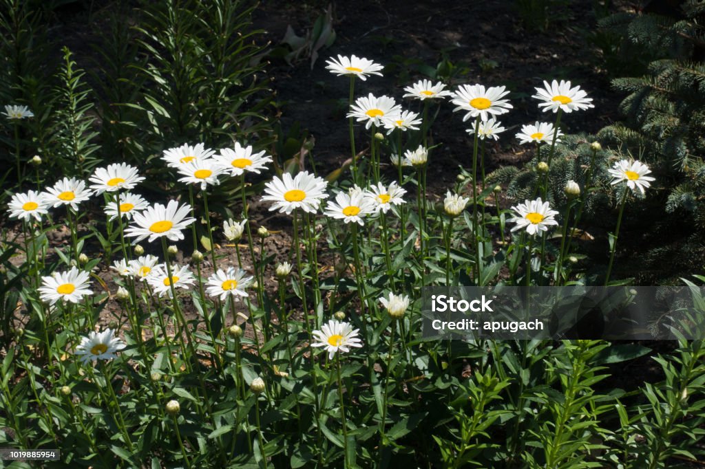 Flores Blancas De Margaritas Comunes En El Jardín Foto de stock y más banco de imágenes de Margarita - Familia de la Margarita - Margarita - Familia de la Margarita, Parterre, Aire libre - iStock Flores Blancas De Margaritas Comunes En El Jardín Foto de stock y más banco de imágenes de Margarita - Familia de la Margarita - Margarita - Familia de la Margarita, Parterre, Aire libre - iStock