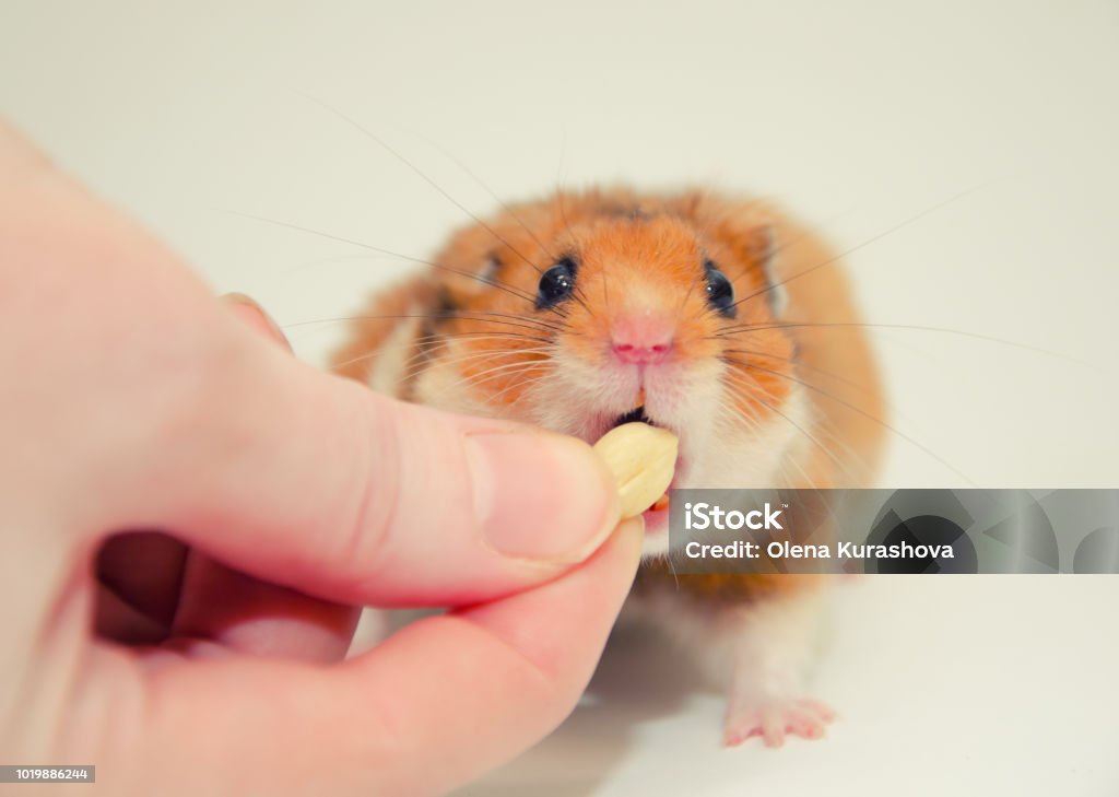 Funny Greedy Syrian Hamster Taking A Nut From A Human Hand Stock Photo -  Download Image Now - iStock