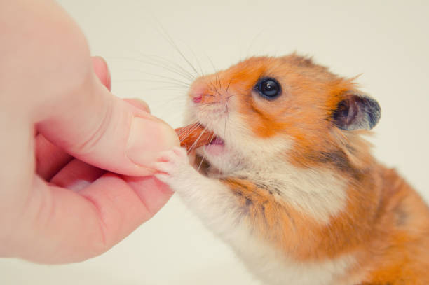 istock Funny greedy Syrian hamster taking a nut from a human hand 1019886272