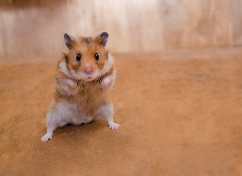 Scared funny Syrian hamster standing on its hind legs as if getting ready to fight (on a wooden background), selective focus on the hamster eyes