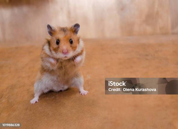 Scared Funny Syrian Hamster Standing On Its Hind Legs As If Getting Ready To Fight Stock Photo - Download Image Now - iStock Scared Funny Syrian Hamster Standing On Its Hind Legs As If Getting Ready To Fight Stock Photo - Download Image Now - iStock