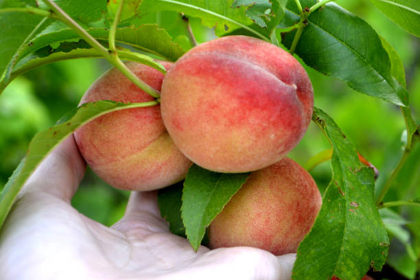 istock Peaches on a branch and in hand 1019886374