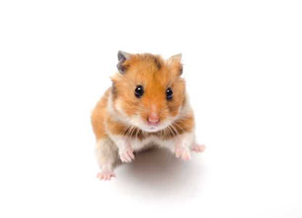 istock Cute funny Syrian hamster in a funny pose 1019886502