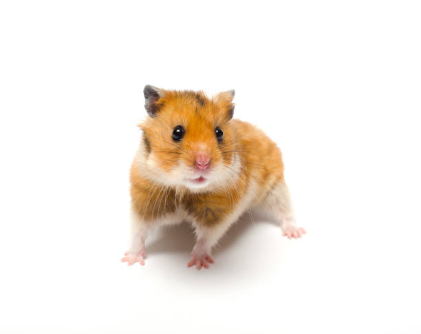 istock Cute funny Syrian hamster 1019886504