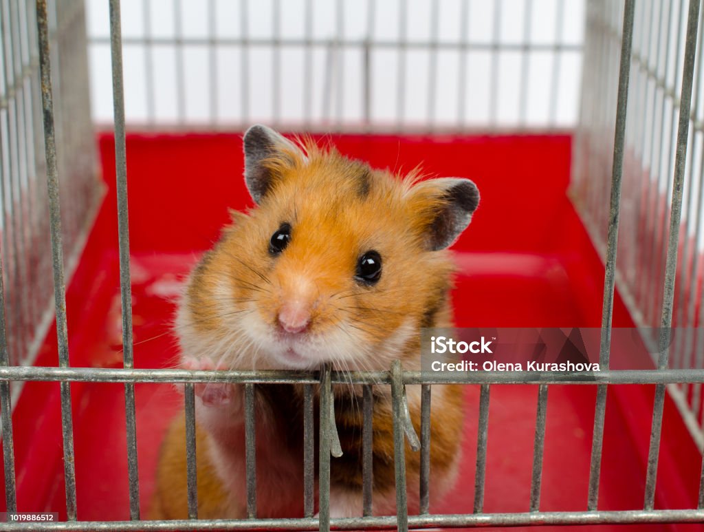 Cute Funny Syrian Hamster Looking Out Of The Cage Stock Photo - Download  Image Now - Escaping, Hamster, Animal - iStock