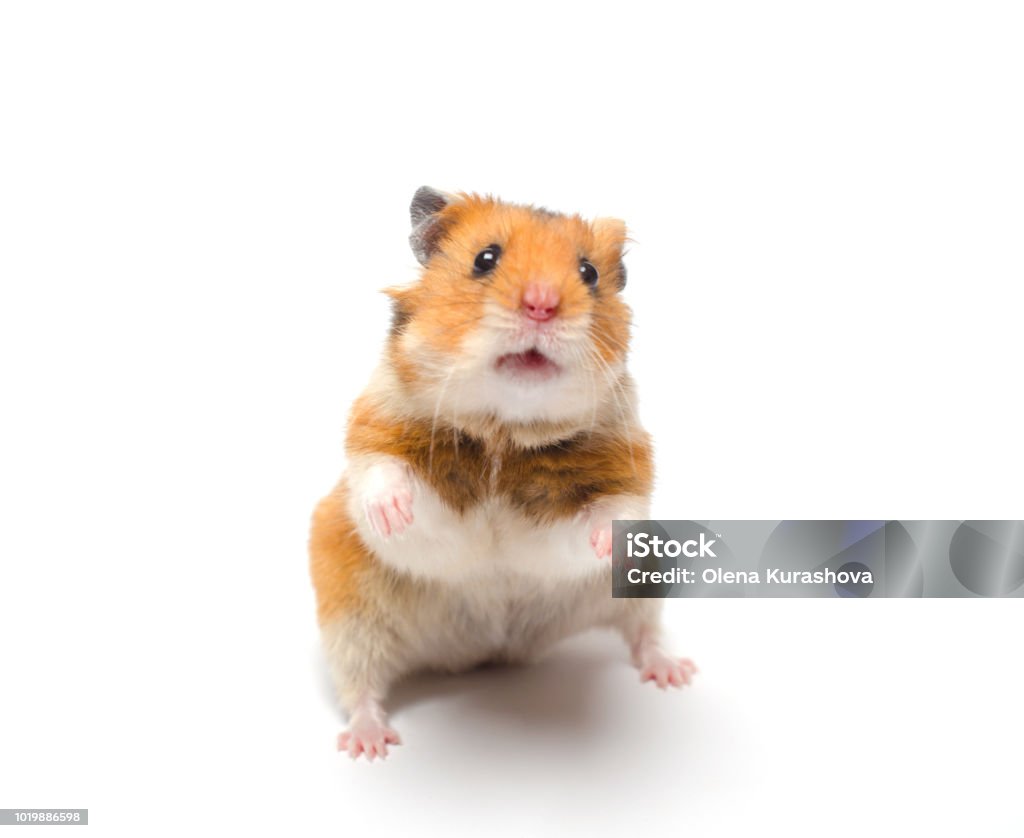 Cute Syrian Hamster Standing On Its Hind Legs In A Funny Pose Stock Photo -  Download Image Now - iStock