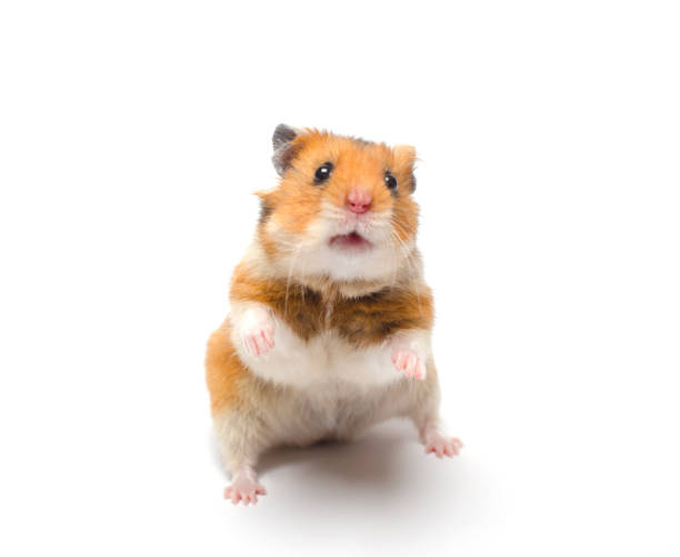 Cute Syrian Hamster Standing On Its Hind Legs In A Funny Pose Stock Photo -  Download Image Now - iStock