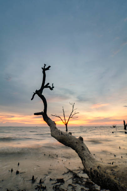 istock beautiful silhouette mangrove log image over sunset and low tide water. 1019886620