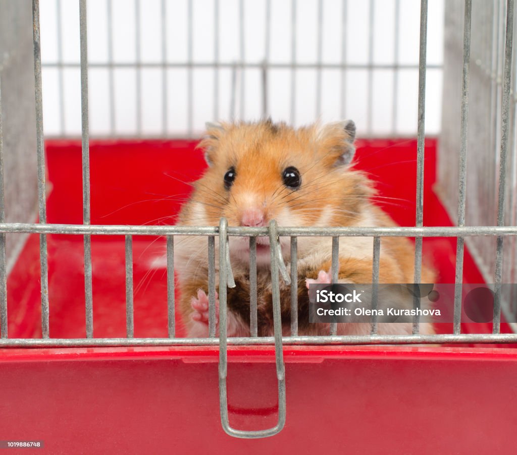 Cute Funny Syrian Hamster Stock Photo - Download Image Now - Hamster Cage,  Security Bar, Animal - iStock