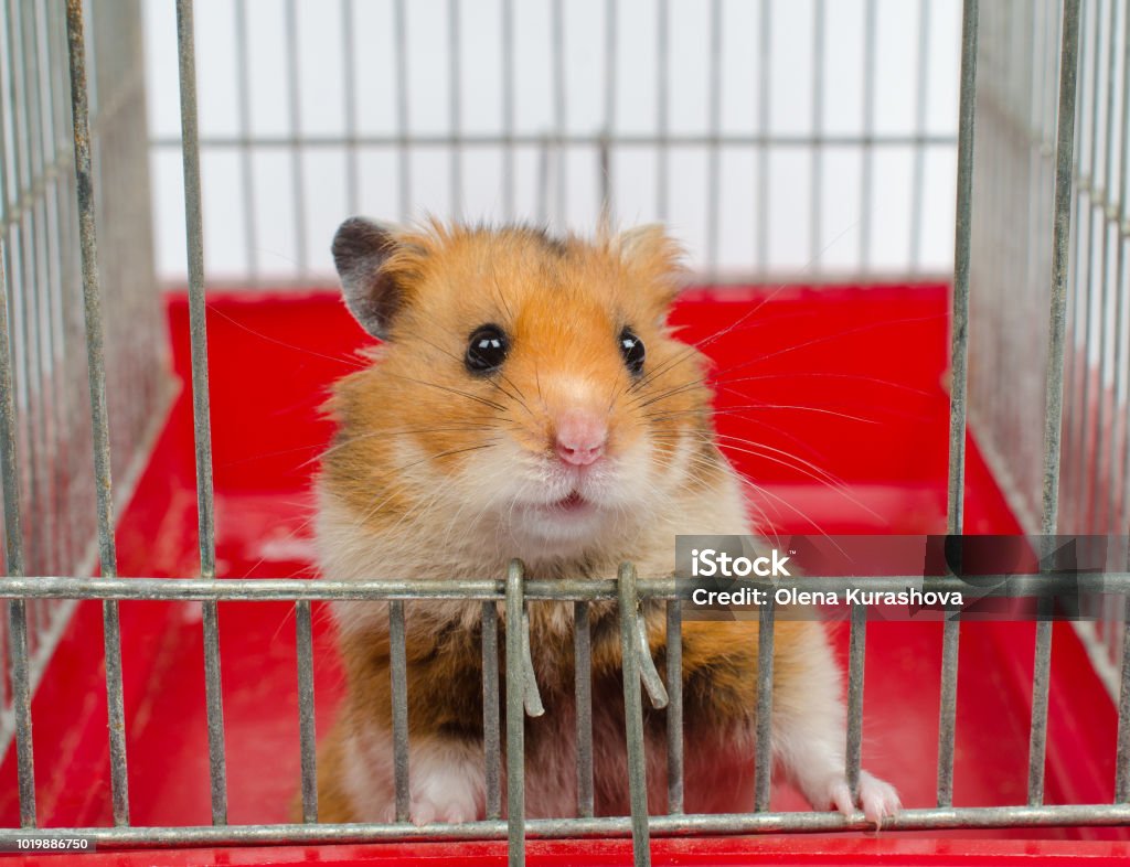 Cute Funny Syrian Hamster Stock Photo - Download Image Now - Hamster Cage, Animal, Animal Body Part - iStock Cute Funny Syrian Hamster Stock Photo - Download Image Now - Hamster Cage, Animal, Animal Body Part - iStock