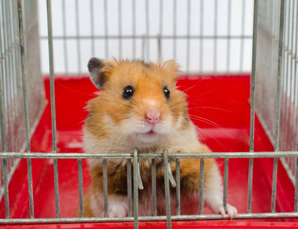 Cute Funny Syrian Hamster Stock Photo - Download Image Now - Hamster Cage,  Animal, Animal Body Part - iStock