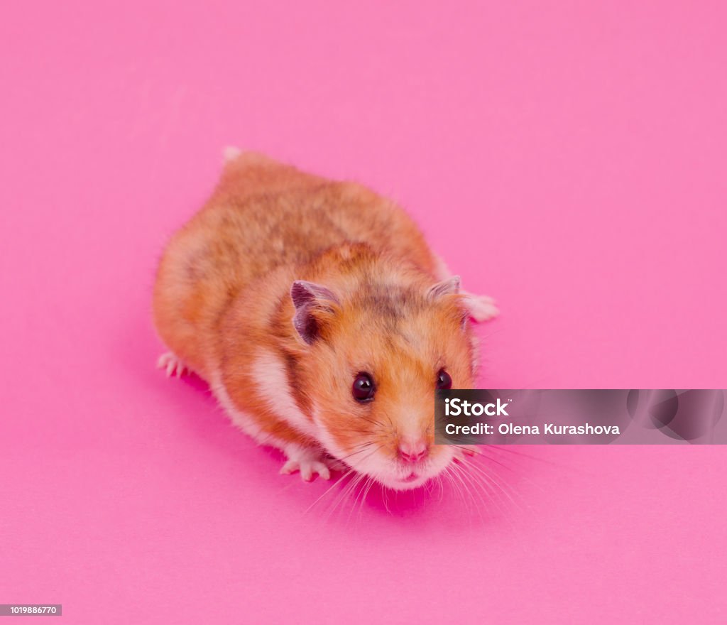 Cute Funny Syrian Hamster Stock Photo - Download Image Now - Animal,  Bright, Brown - iStock