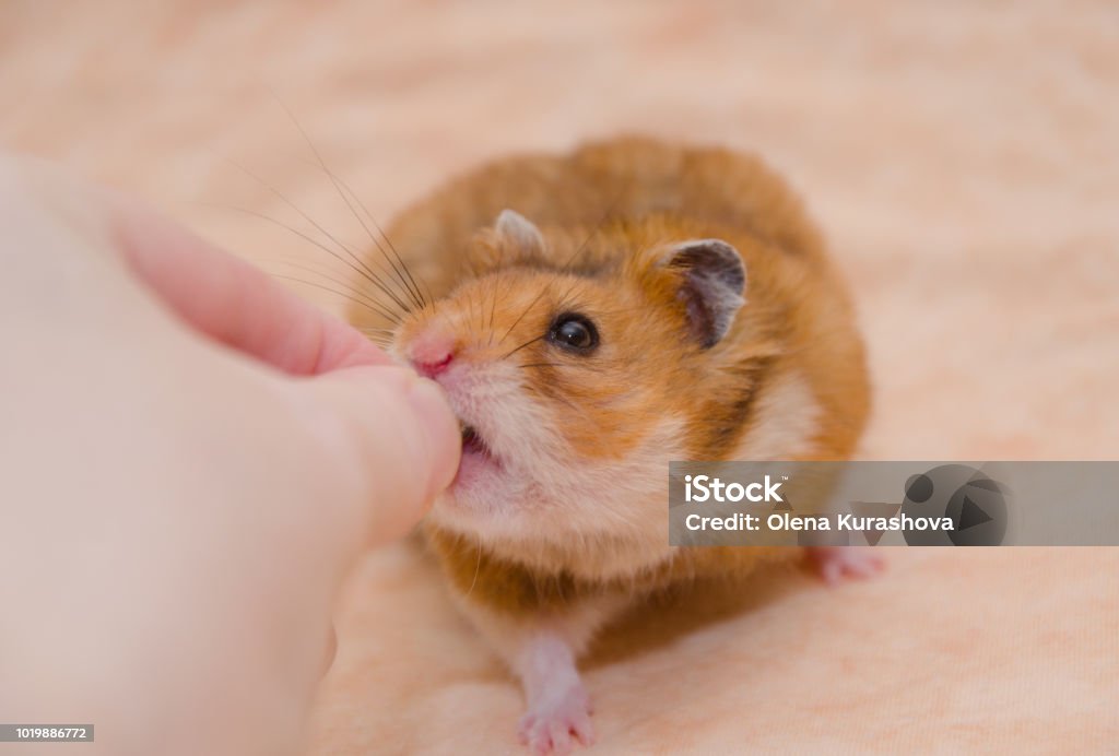 Funny Greedy Syrian Hamster Taking Food From A Human Hand Stock Photo -  Download Image Now - iStock