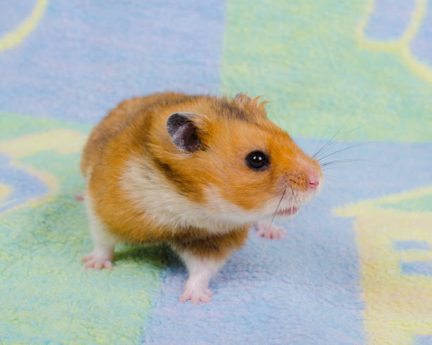istock Cute Syrian hamster on a bright background 1019886900